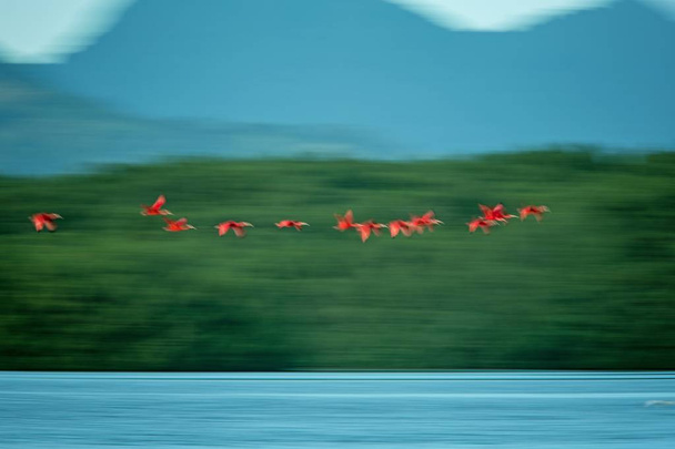 Large flock of Scarlet Ibis Eudocimus ruber returning to resting sleeping trees in evening. Long exposure photo, blured effect, Trinidad, exotic vacation in Caribic, Caroni swamp - Photo, Image