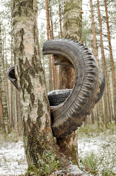 Invierno en los bosques.Un neumático roto colgando de un árbol
. - Foto, imagen