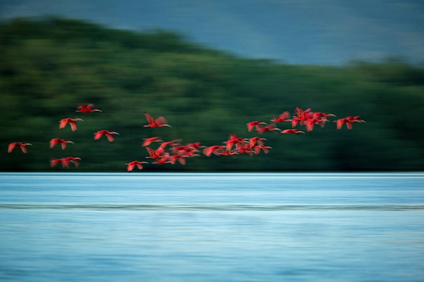 Grote koppel van Scarlet Ibis Eudocimus ruber terug te keren naar rust slapende bomen in de avond. Foto van de lange blootstelling, blured effect, Trinidad, exotische vakantie in de Cariben, Caroní moeras - Foto, afbeelding