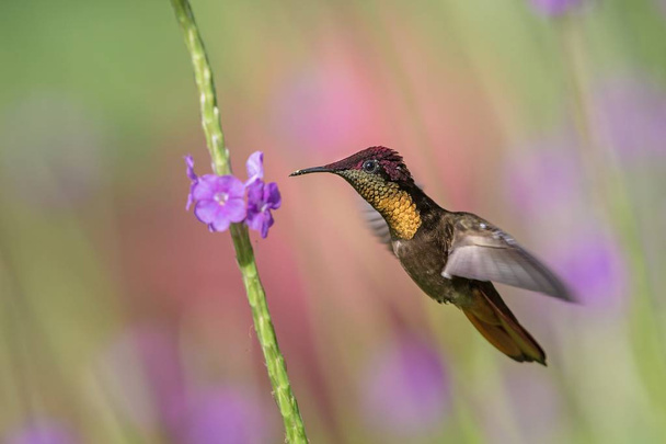 紫色の花で、飛行、カリブ、トリニダードトバゴ、自然の生息地の鳥、赤い頭と黄色い喉の蜜を吸うハチドリのホバリング ルビー トパーズ (Chrysolampis mosquitus) - 写真・画像