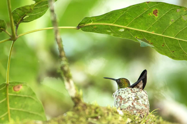 Χαλκός-rumped κολιμπρί (Amazilia tobaci) κάθεται στην φωλιά στο υποκατάστημα, τροπικό δάσος Καραϊβική, Τρινιντάντ και Τομπάγκο, φυσικών οικοτόπων, φωλιάσματος κολιβρίων, πράσινα φύλλα, στο παρασκήνιο, χαριτωμένο πουλί - Φωτογραφία, εικόνα