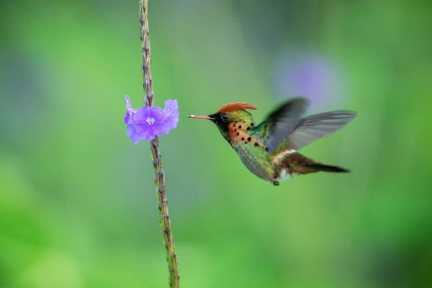 Coqueta copetudo (Lophornis ornatus) flotando junto a la flor violeta, pájaro en vuelo, Trinidad y Tobago caribeña, hábitat natural, hermoso colibrí chupando néctar, fondo claro colorido, hembra
 - Foto, imagen