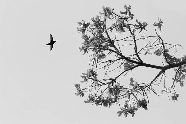 Σιλουέτα του λευκού με ΣΜΥΡΙΣΜΕΝΟ Ιακωβίνων αιωρείται δίπλα στο λουλούδι, πουλί κατά την πτήση, τροπικό δάσος Καραϊβική, Τρινιντάντ και Τομπάγκο, φυσικών οικοτόπων, κολιμπρί πιπίλισμα νέκταρ, μαύρο και άσπρο φωτογραφία - Φωτογραφία, εικόνα
