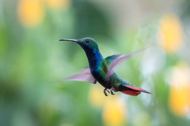 Mango dalla gola nera (Anthracothorax nigricollis) aleggiante nell'aria, foresta tropicale caraibica, Trinidad e Tobago, uccello su sfondo chiaro colorato, bellissimo colibrì in volo
 - Foto, immagini