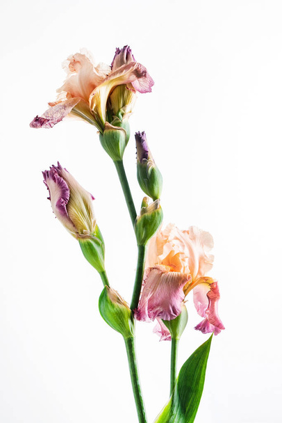 iris isolated on white, close up - Фото, изображение