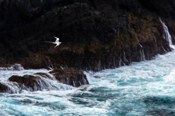 Red-billed Tropicbird (Phaethon aethereus) flying over Pacific ocean near Tobago Island, beautiful white bird with sea and cliffs in background, bird in natural enviroment, elegant bird with long tail, elegant bird with long tail - Фото, изображение