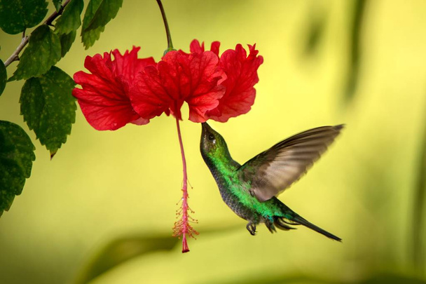 Sciabola dalla coda bianca che si libra accanto al fiore di ibisco rosso, uccello in volo, foresta tropicale caraibica, Trinidad e Tobago, habitat naturale, nettare succhia colibrì, sfondo colorato
 - Foto, immagini