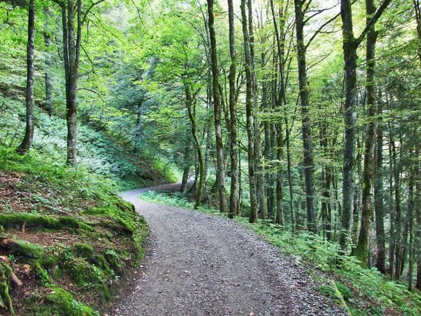 The Braunwald forest in the Glarnerland tourist region - Canton of Glarus, Switzerland - Фото, зображення