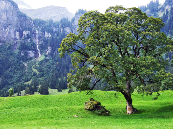 Pastagens e colinas fotogénicas da área florestal de Braunwald - Cantão de Glarus, Suíça
 - Foto, Imagem