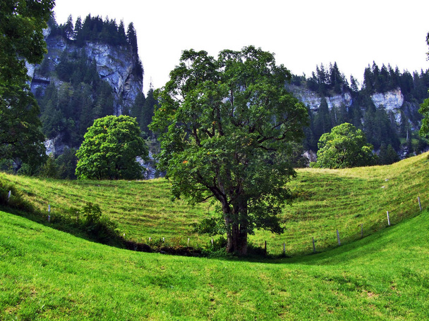 Fotogenická pastviny a kopců Braunwald lesní oblast - Kanton Glarus, Švýcarsko - Fotografie, Obrázek