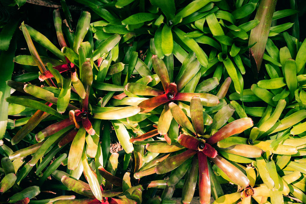 Nature leaves green of Bromeliad background in garden at spring.  tropical foliage natural abstract background. - Photo, Image