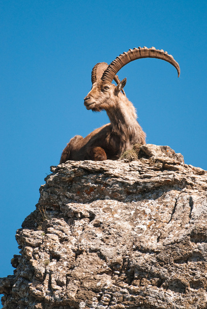 Alpine ibex - Photo, Image