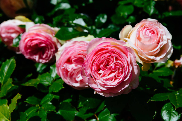 Gros plan des roses roses avec des gouttes de pluie sur les feuilles vert foncé
 - Photo, image