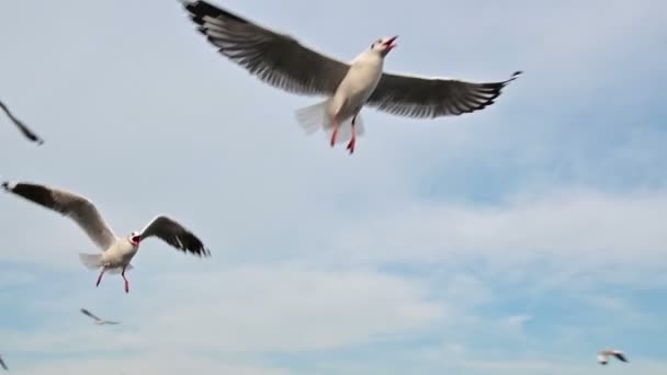 Gaivota voando em câmera lenta com céu azul
 - Filmagem, Vídeo