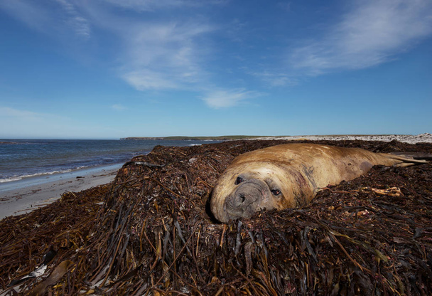 Close-up of a Southern elephant seal (Mirounga leonina) lying in the pile of sea weeds on the coastal are of Falkland islands. - Photo, Image