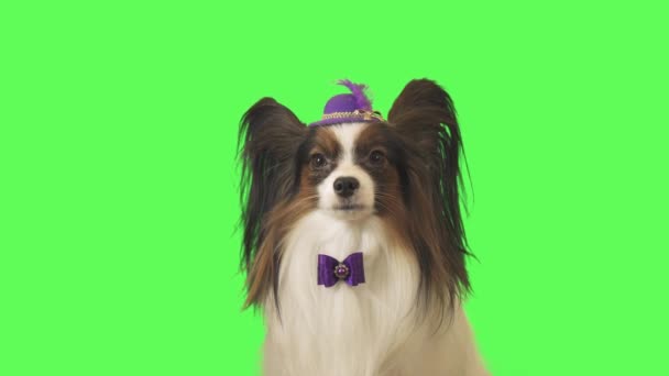 Beau chien Papillon en chapeau violet avec une plume et l'arc est à la recherche de la caméra sur fond vert vidéo de fond
 - Séquence, vidéo