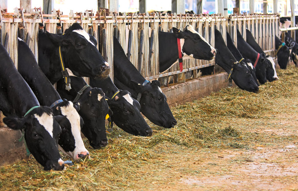 Lehmät karsinassa maatilalla Israelissa
. - Valokuva, kuva