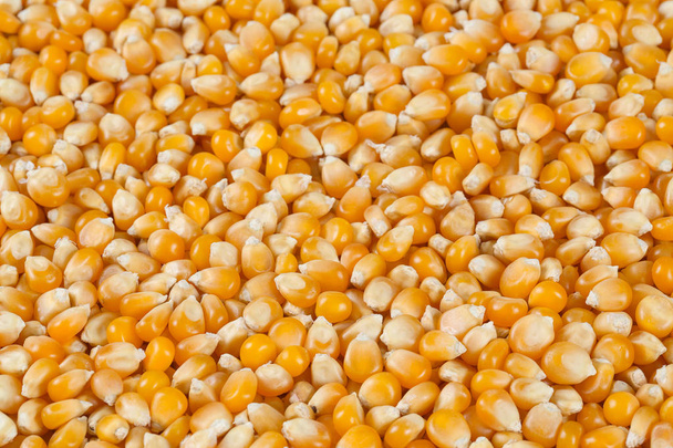 dried corn kernels background - Foto, imagen