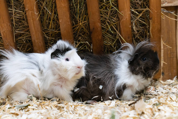 Guinea pigs sitting on sawdust. Pets and rodents close-up - Zdjęcie, obraz
