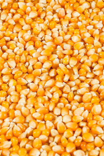 dried corn kernels background - Фото, зображення