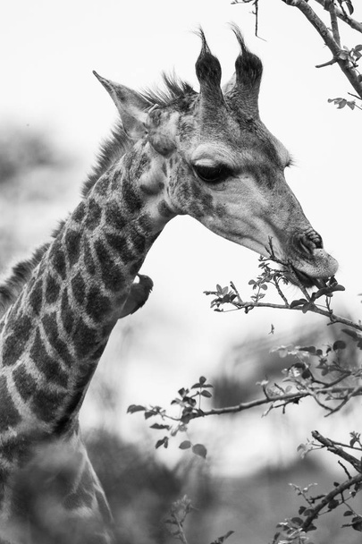 Черно-белое фото жирафа, поедающего листья с тернового дерева, Национальный парк Крюгер, ЮАР
  - Фото, изображение