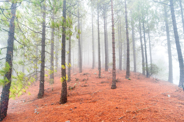 Foggy pineta a pendii rossi con pietre. Paesaggio naturale
 - Foto, immagini