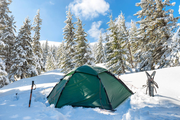 Havas hegyek és fenyőfák téli erdő zöld sátor - Fotó, kép