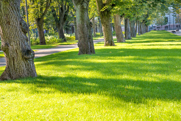 Grüner, sonniger Park mit Bäumen und Rasen - Foto, Bild
