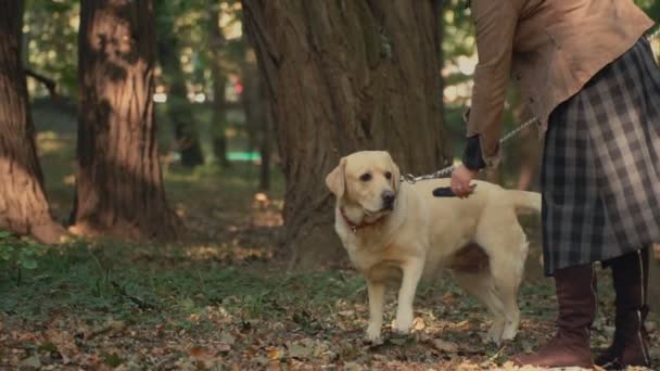 dog breed labrador golden color - 映像、動画