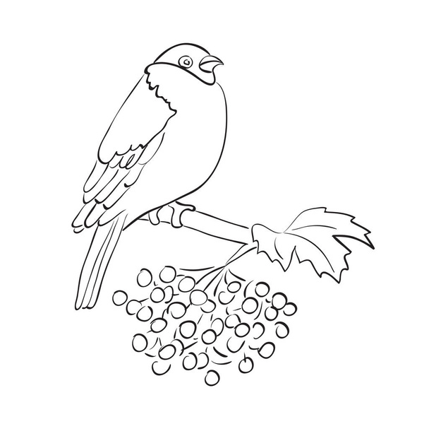 kuş silüeti oturup rowan dalda - vektör serçe - Vektör, Görsel