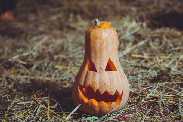 Halloween pumpkin uśmiechając się w sposób najbardziej zła. Upiorny Halloween Jack o Lantern. Dynia na suchej słomy jesienią na tle. W przygotowaniu na Halloween - Zdjęcie, obraz
