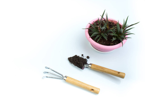 Gardening tools on white background with potted plant - Foto, imagen