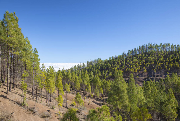 Gran Canaria, December,  Las Cumbres, the highest areas of the island, re-forested area  - Fotó, kép