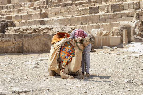 Bedevi devenin çölde Giza, Mısır Piramitleri yakınındaki turistler için ile - Fotoğraf, Görsel