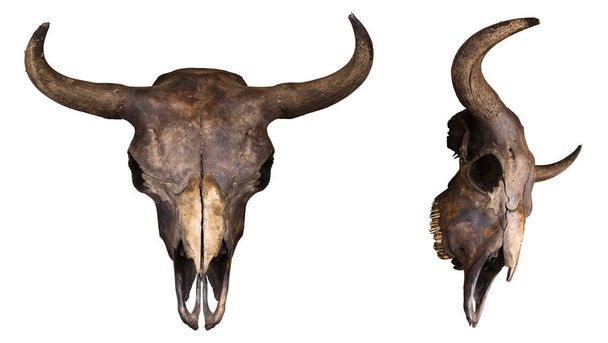 Cráneo de bisonte europeo aislado sobre fondo blanco
 - Foto, imagen