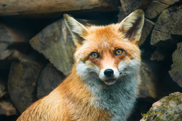 Červená liška - Fotografie, Obrázek