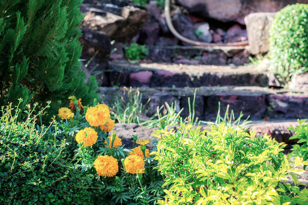 Güneş ışığı, bahçede ile renkli kadife çiçeği çiçek. - Fotoğraf, Görsel