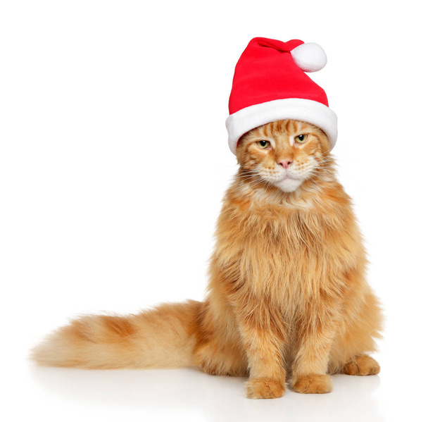Mainecoon cat in Santa red hat on white background. Christmas animals theme - Foto, afbeelding