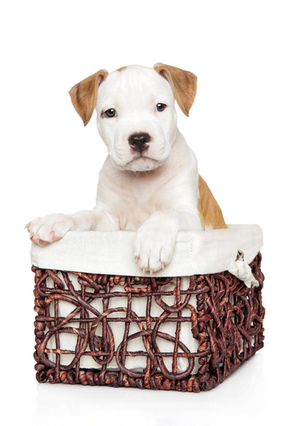 Cute white American Staffordshire terrier puppy in wicker basket, isolated. Baby animal theme - Photo, Image