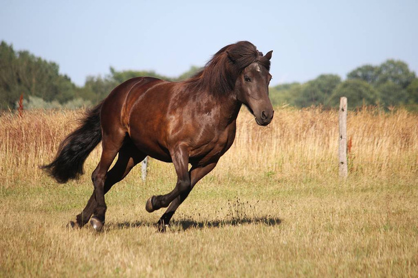 beautiful dark icelandic horse is running on a paddock in the sunshine - 写真・画像