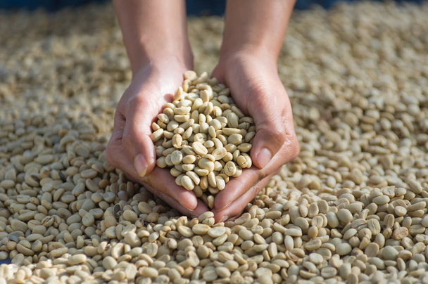 Woman standing nearpile of peeled coffee beans ready to be dried - Foto, immagini