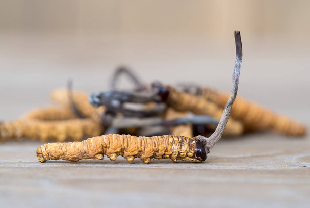キノコ冬虫夏草や Ophiocordyceps ススキの木製のテーブルのハーブです。病気の処置の薬効。有機薬の国立. - 写真・画像