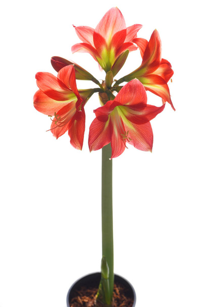 Red Amaryllis in front of white background - Photo, Image