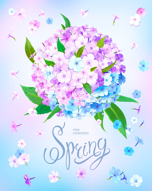 Spring background with Phlox - Vector, Image