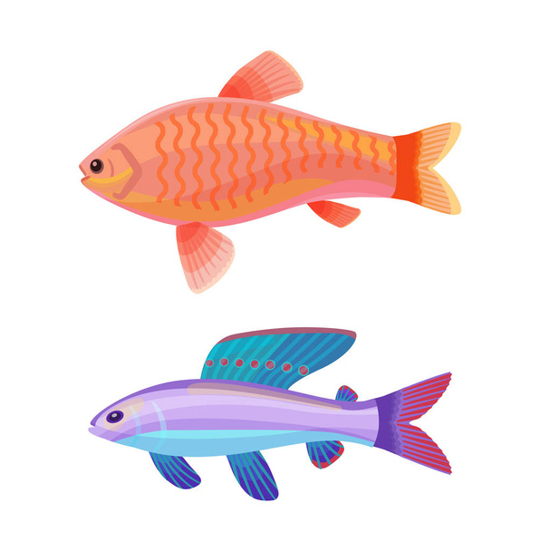Aquarium Gold and Wrasse Fish Isolated on White - Vector, imagen