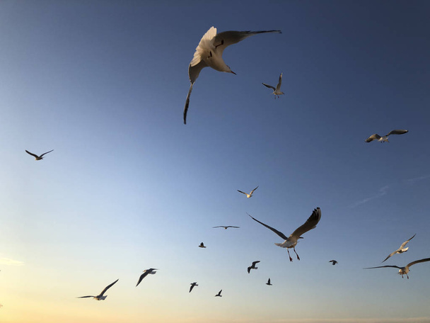 A flock a sirályok repülnek az égen a másol hely - Fotó, kép
