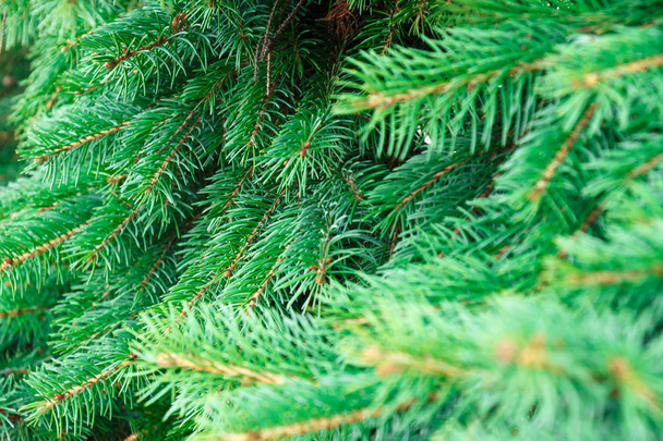クリスマスツリーの枝の背景 - 写真・画像