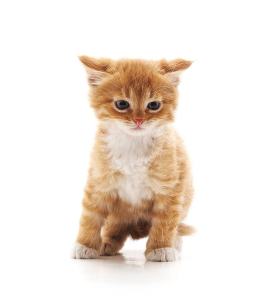One brown kitten isolated on a white background. - Foto, immagini