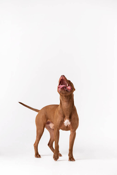 Adorable red dog sits at white background - Foto, imagen