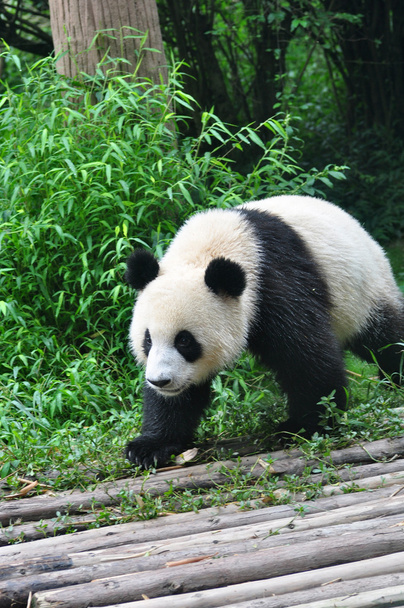 sétáló panda - Fotó, kép